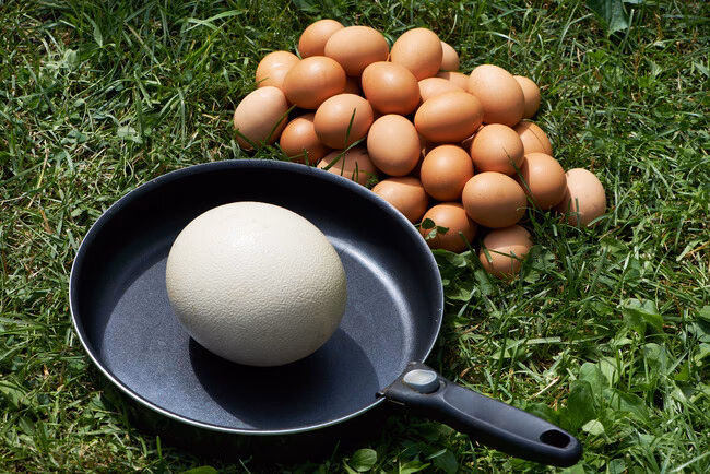 ¿Qué sabor tiene el avestruz?