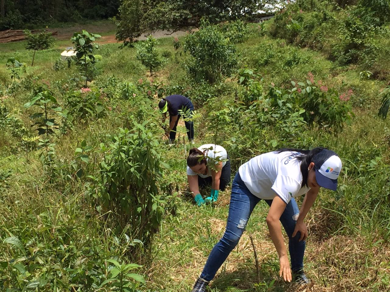 ¿Cómo podemos restaurar los bosques?