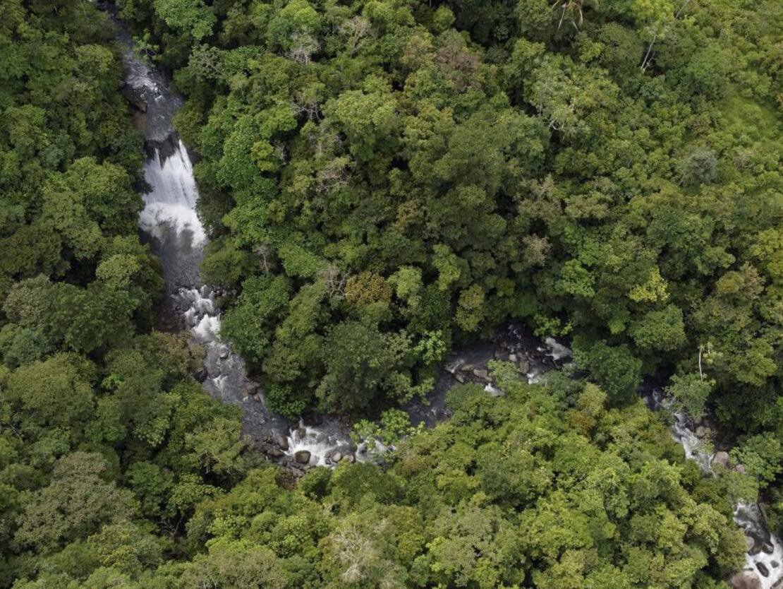 ¿Qué es la regeneración natural de los bosques?