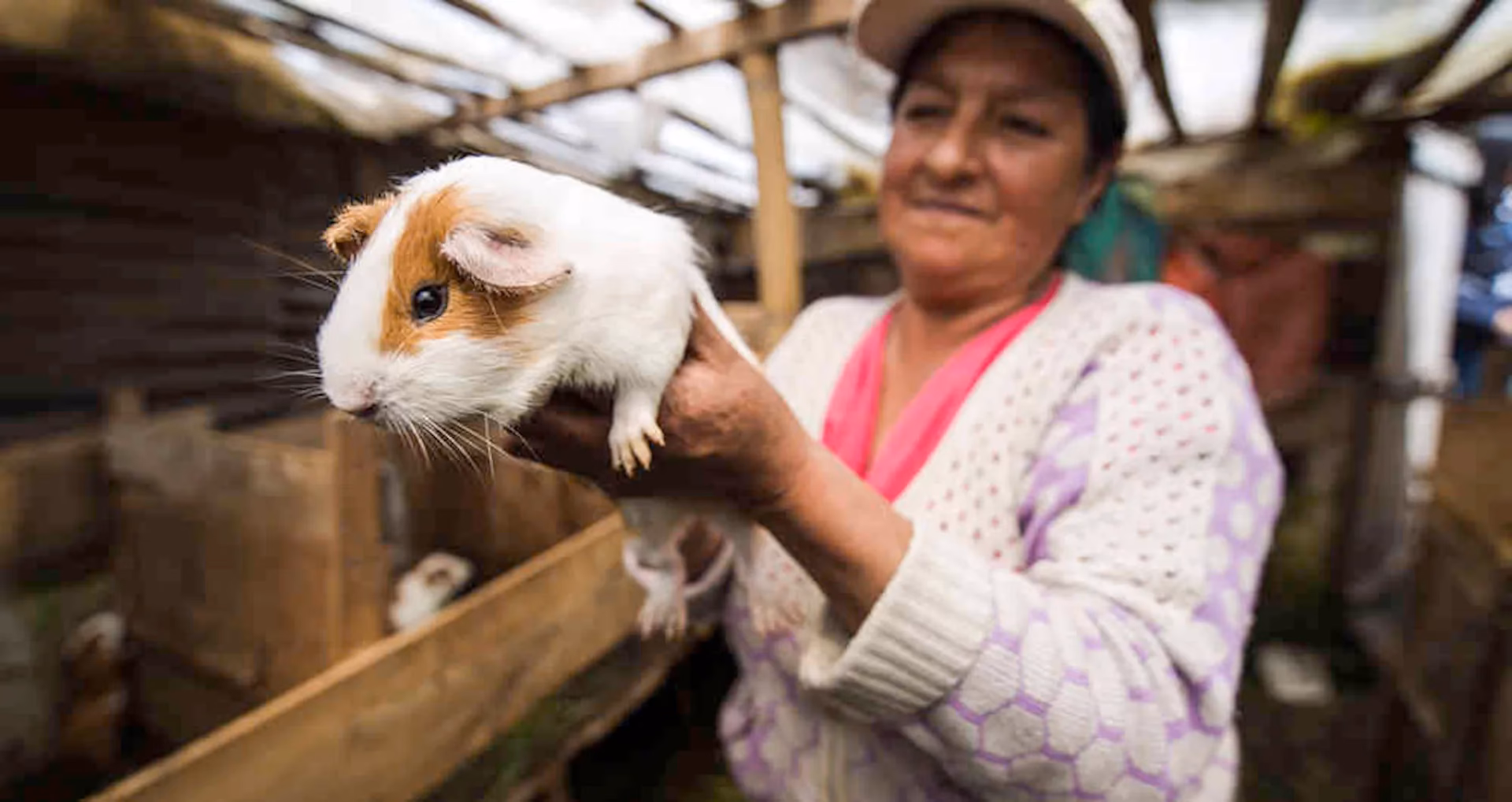 ¿Es el cuy un plato típico de Nariño?