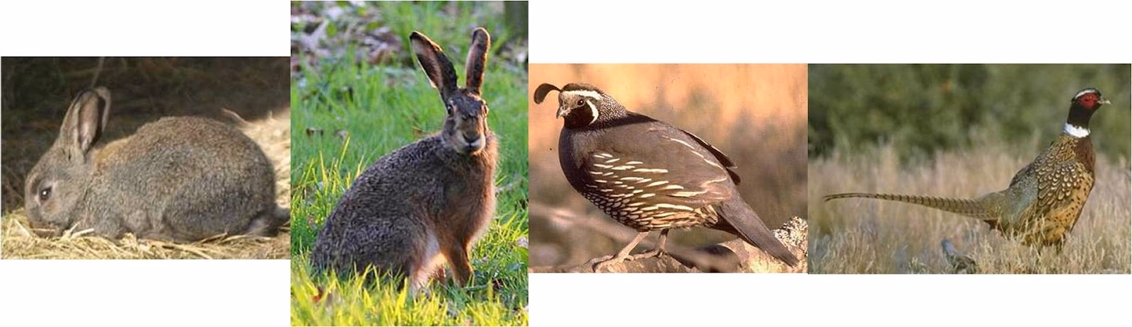 ¿Qué es caza en gastronomía?