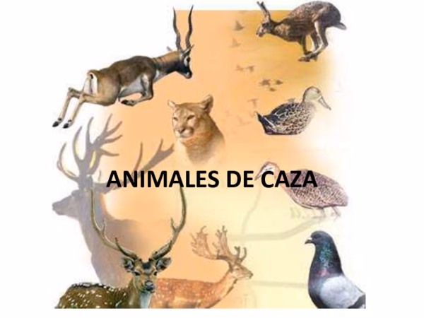 ¿Cuáles son los animales que se cazan?