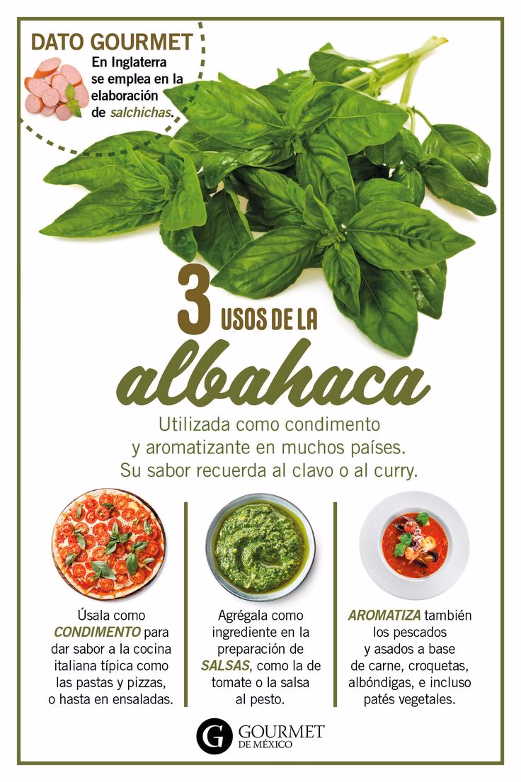 ¿Dónde se aplica la albahaca?
