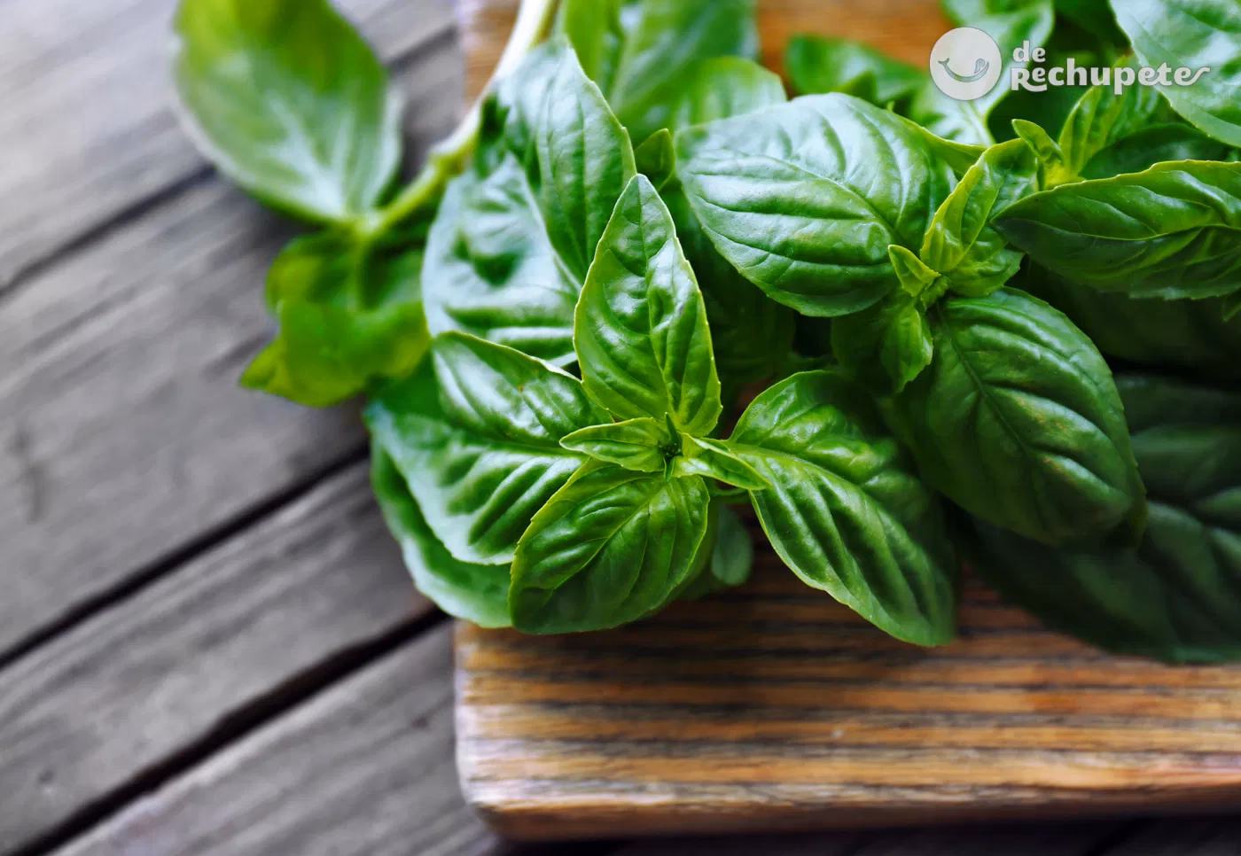 ¿Dónde se utiliza la albahaca?