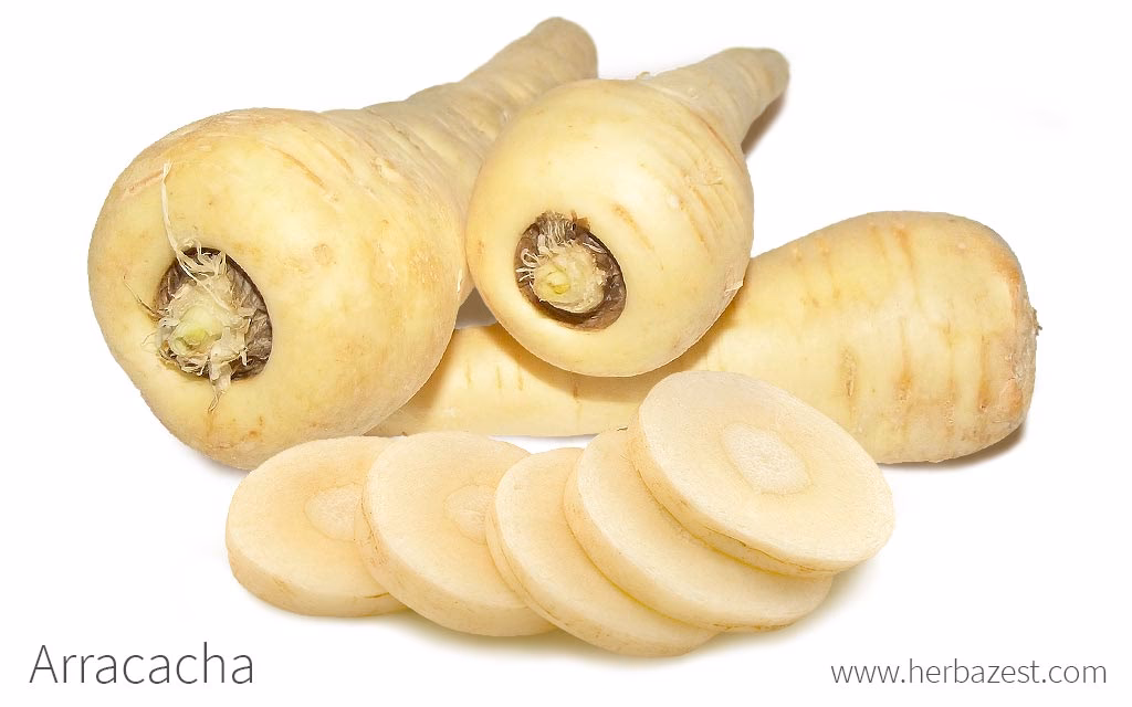 ¿Qué es el tubérculo de arracacha?
