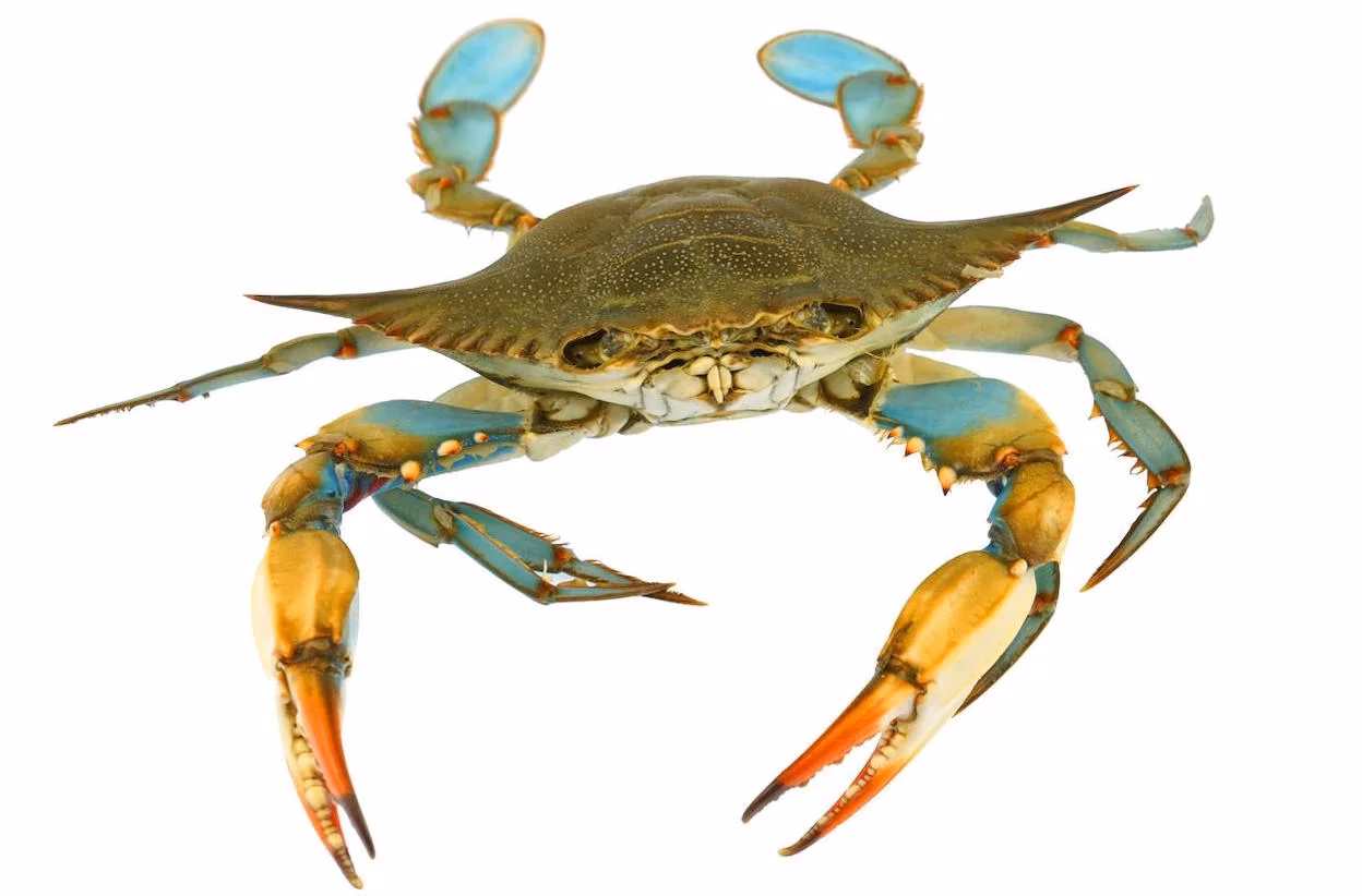 ¿Qué se come del cangrejo de mar?