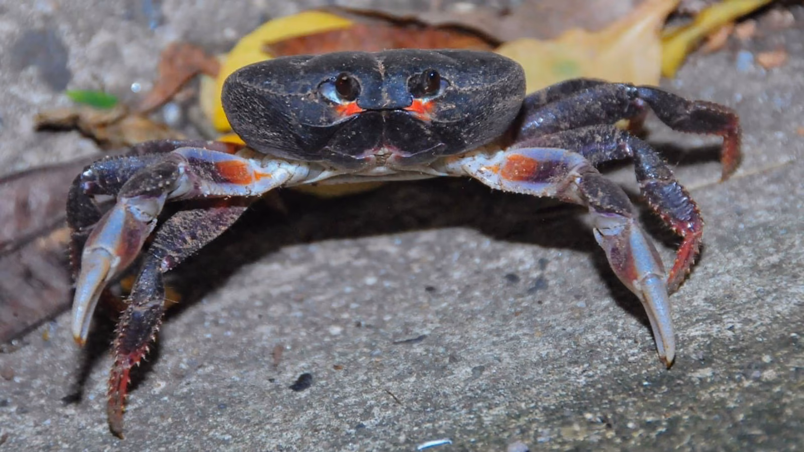 ¿Cómo se llama el cangrejo negro?