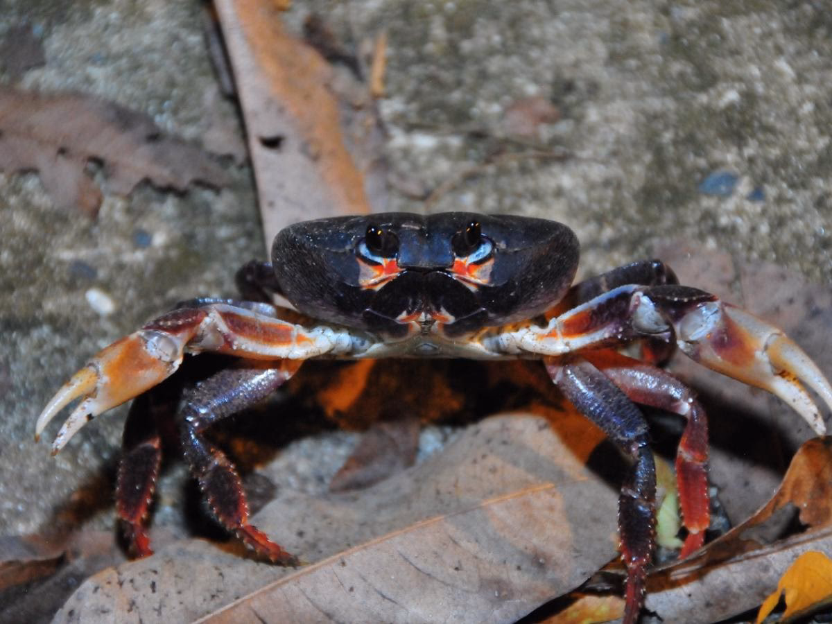 ¿Cómo se llama el cangrejo negro?