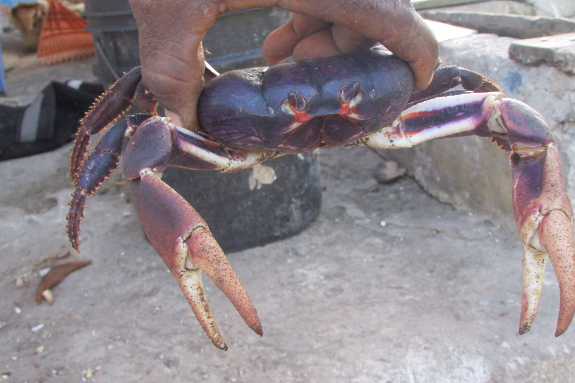 ¿Es bueno comer cangrejo negro?