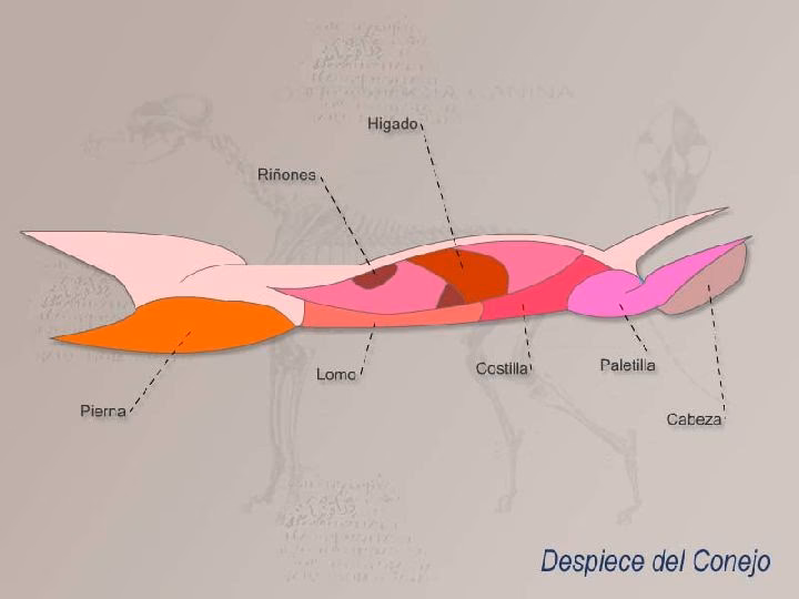 ¿Qué características tiene la carne de conejo?
