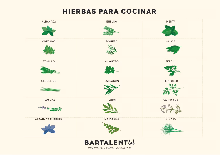 ¿Cómo se clasifica el hinojo?