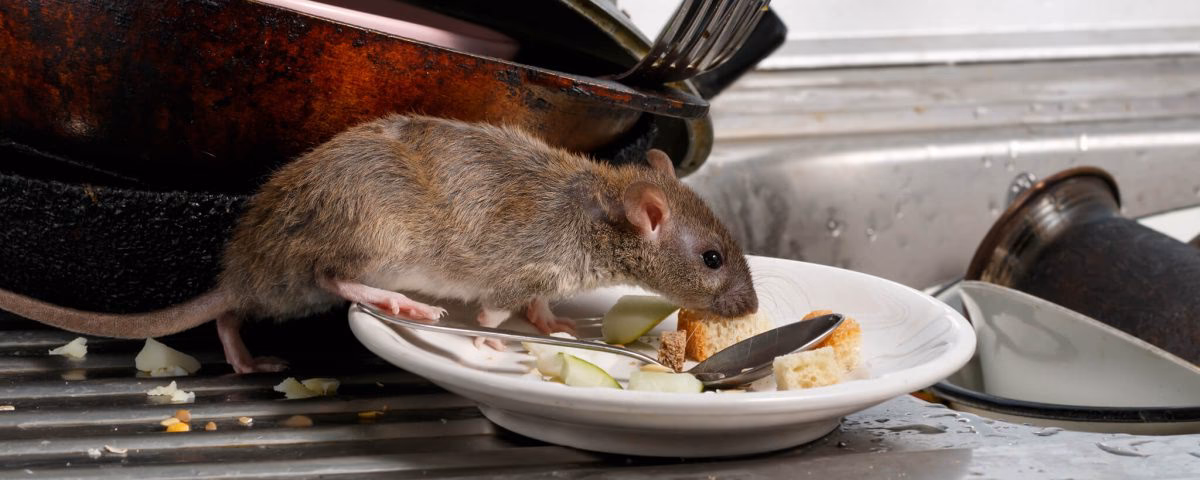 ¿Cómo puedo eliminar las ratas de mi negocio?