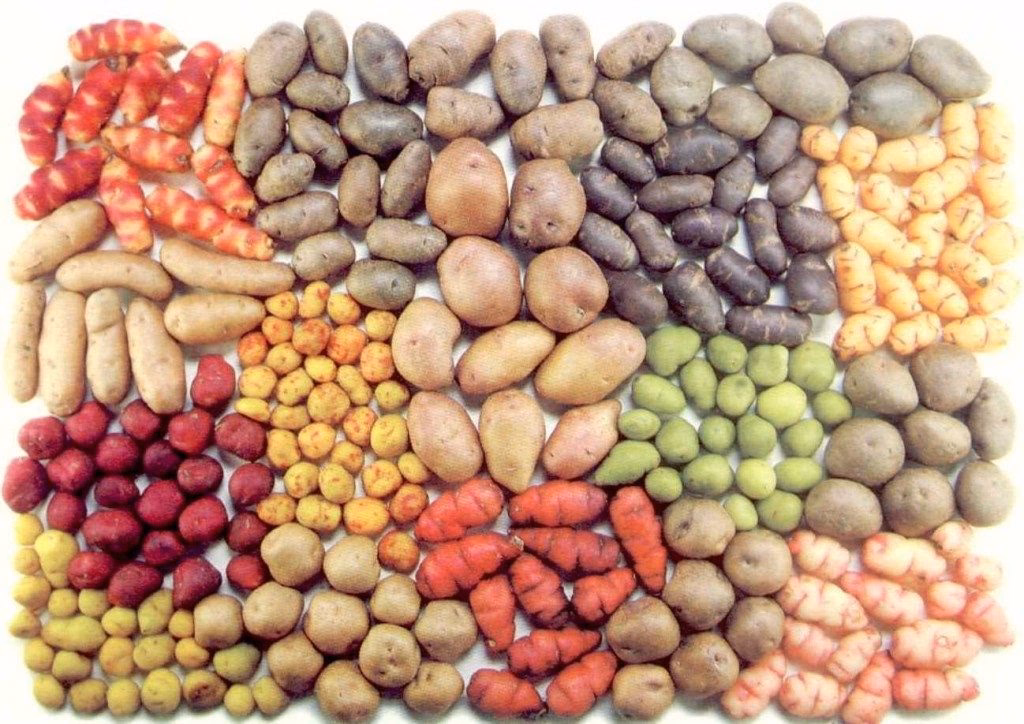 ¿Cuál es la importancia de la papa en la gastronomía?