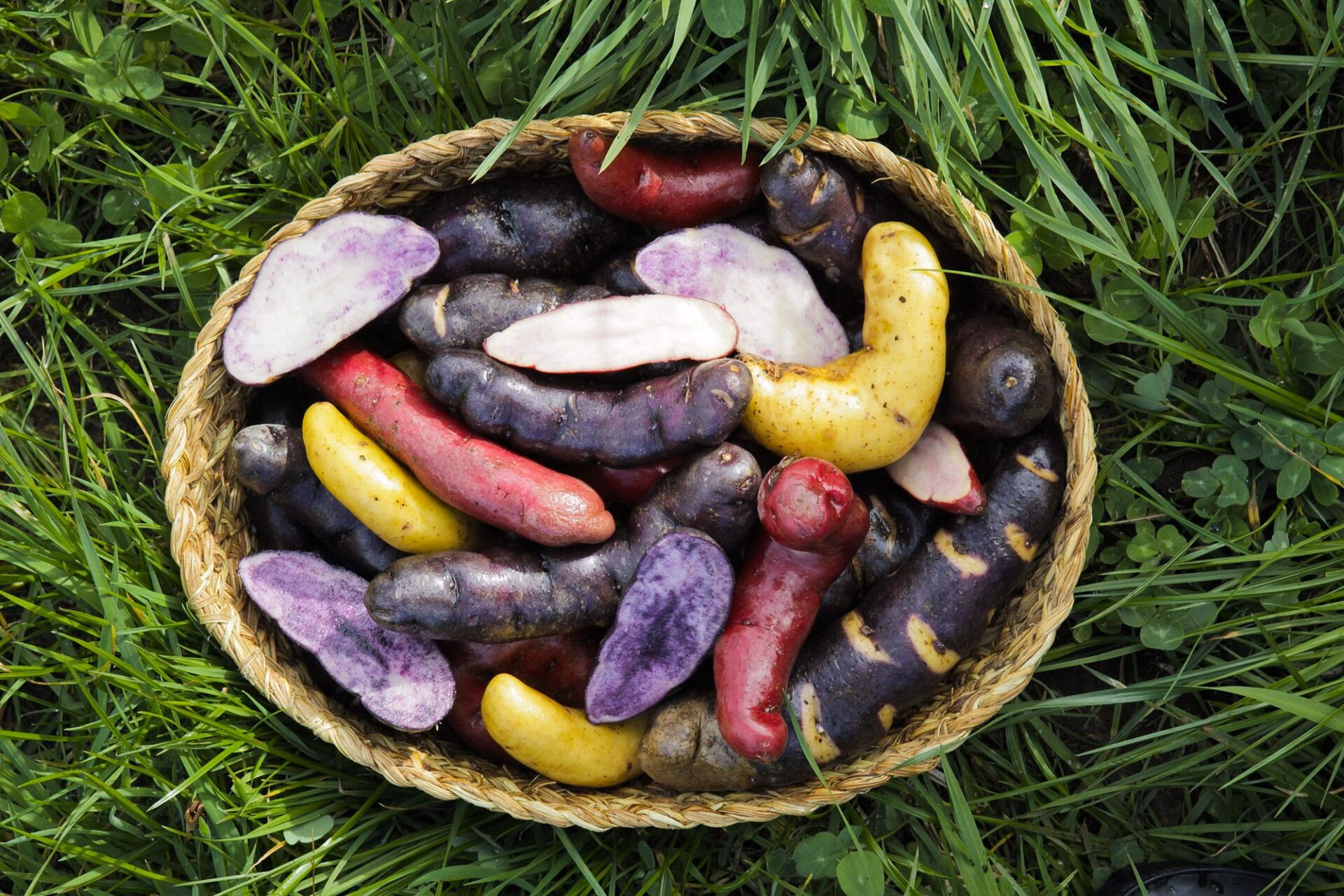 ¿La papa alimento para el mundo?