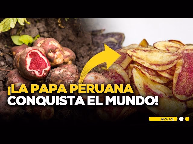 ¿Por qué la papa ha sido considerada un alimento estratégico para la humanidad?