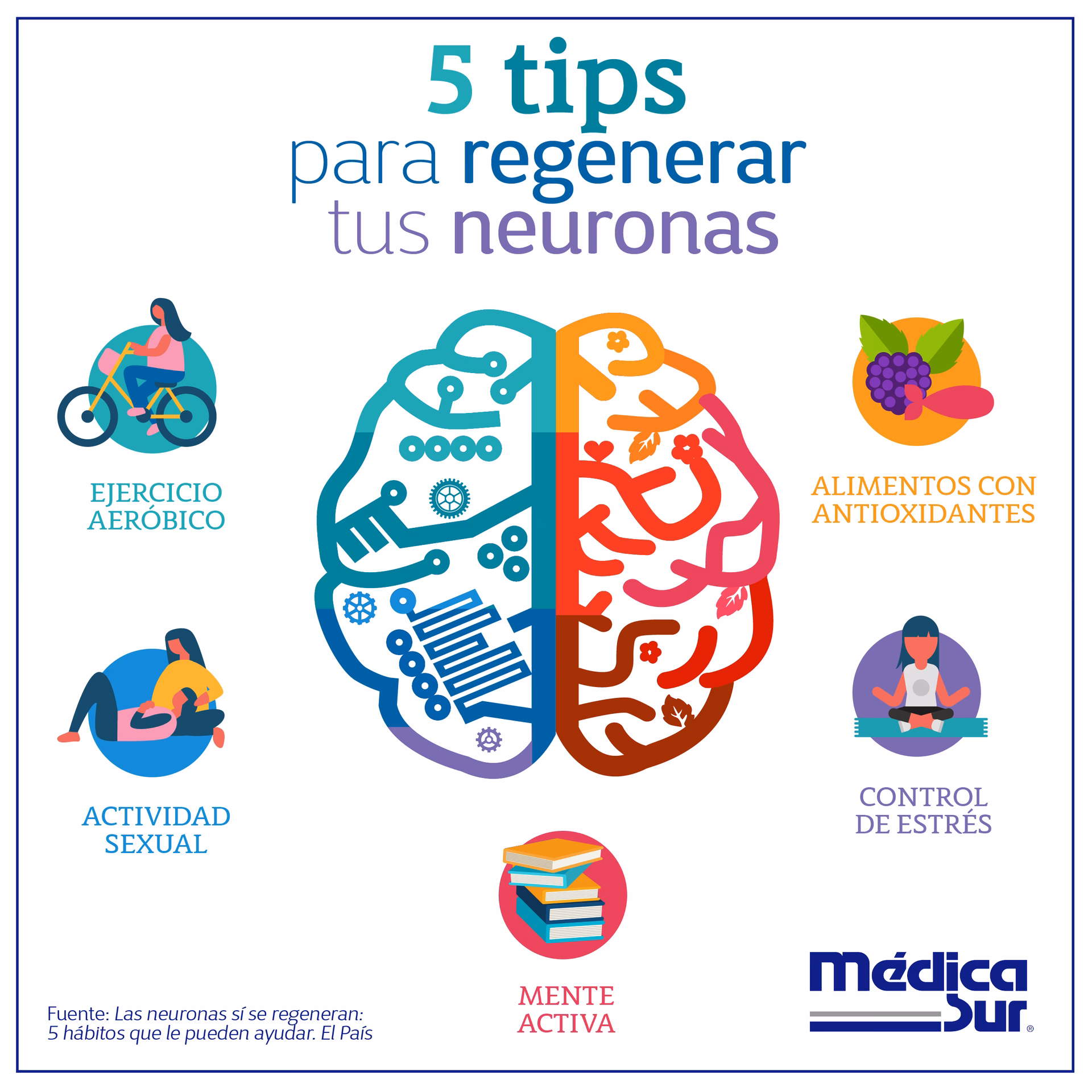¿Qué vitamina regenera las neuronas?