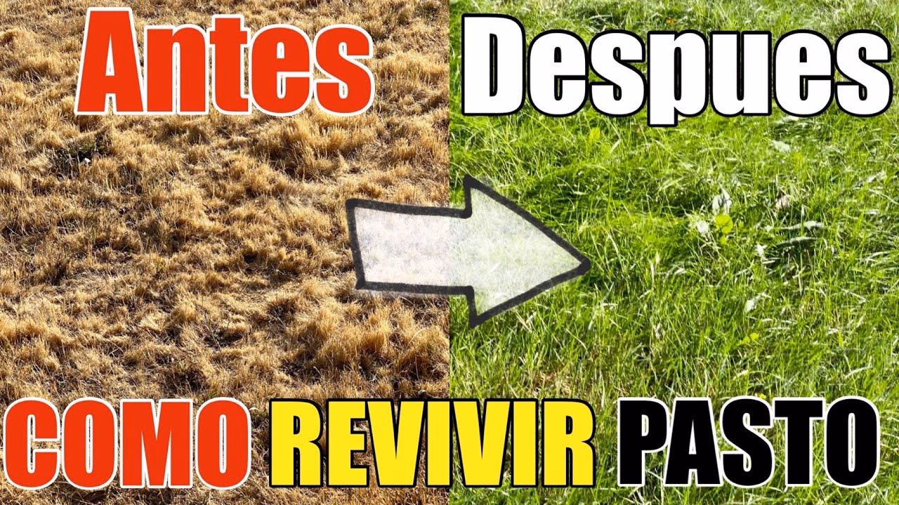 ¿Cómo recuperar el césped después del invierno?