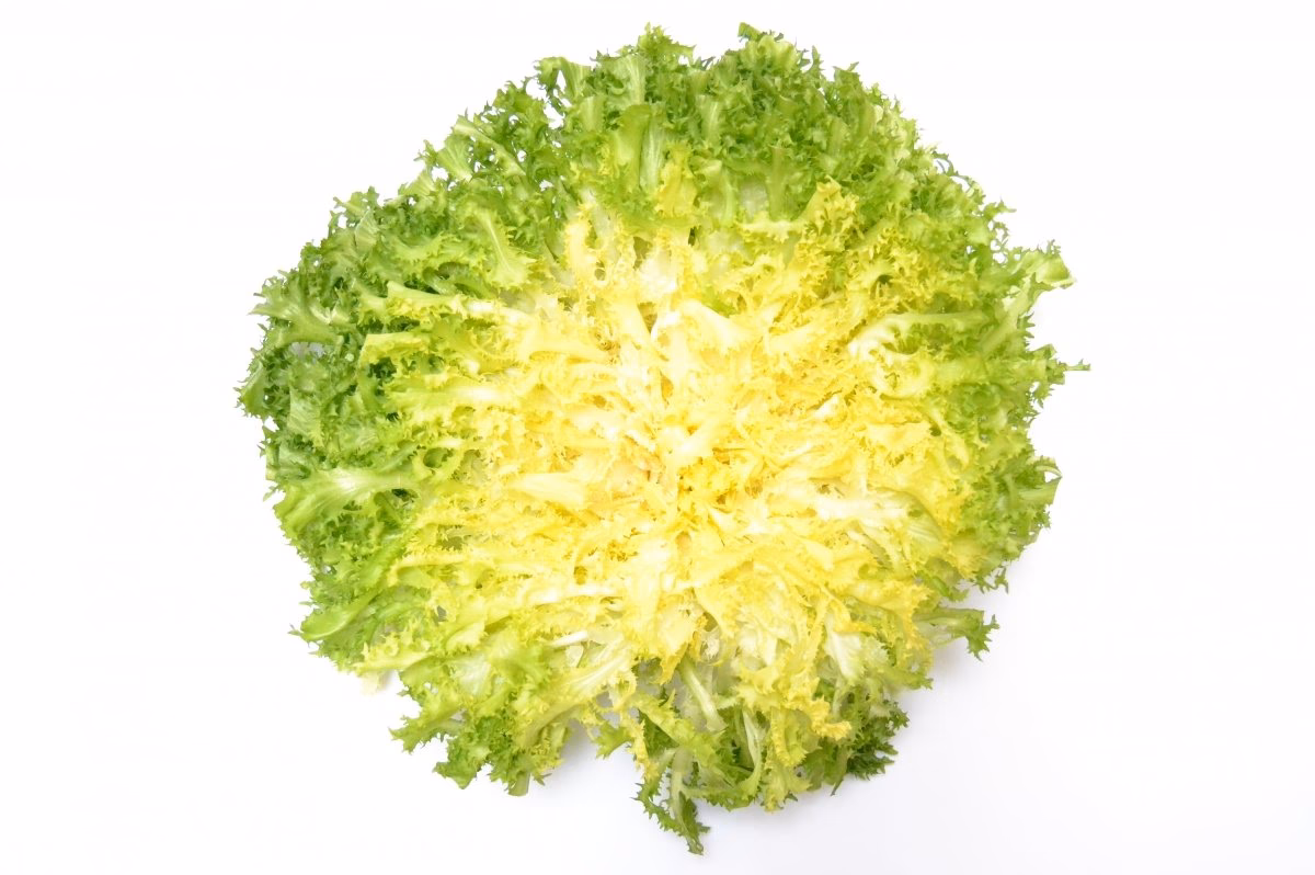 ¿Cuál es otro nombre para la escarola?