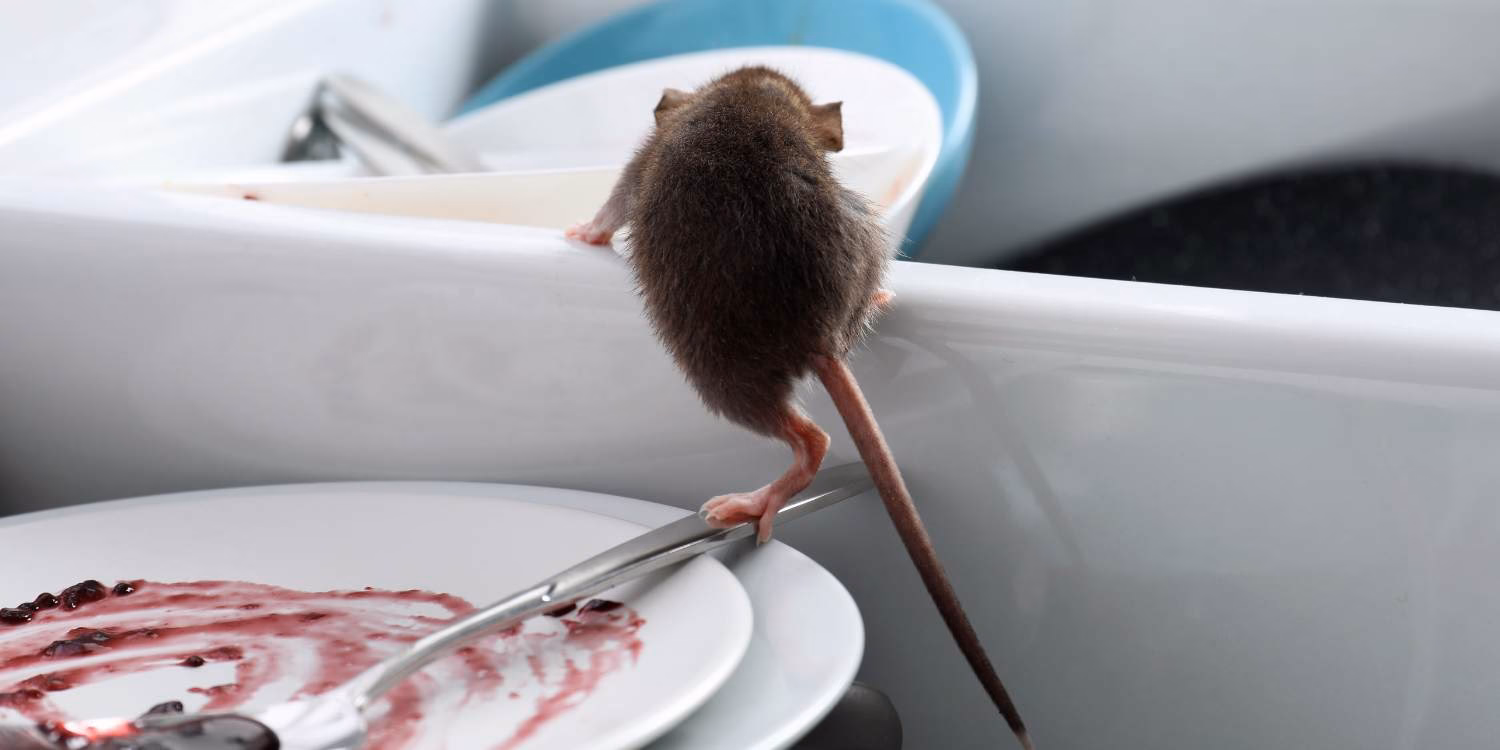 ¿Qué son las plagas en gastronomía?