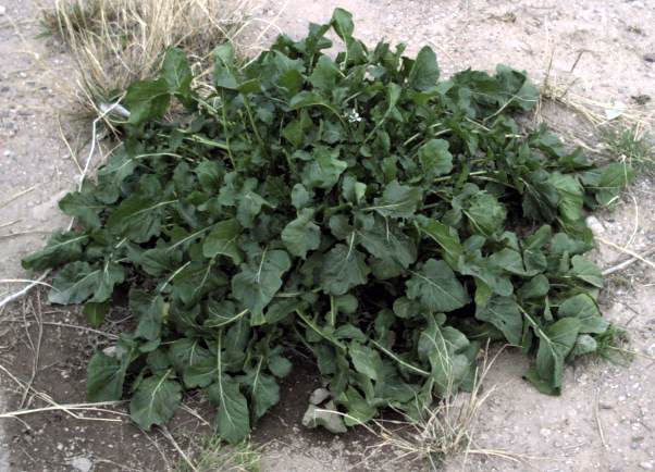 ¿Qué es rúgula en cocina?