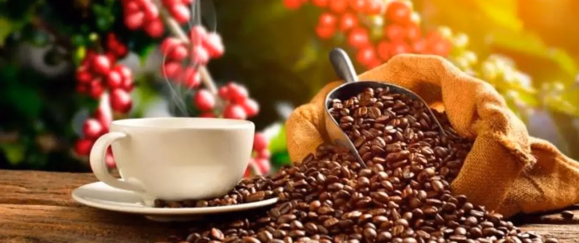 ¿El café es originario de Colombia?