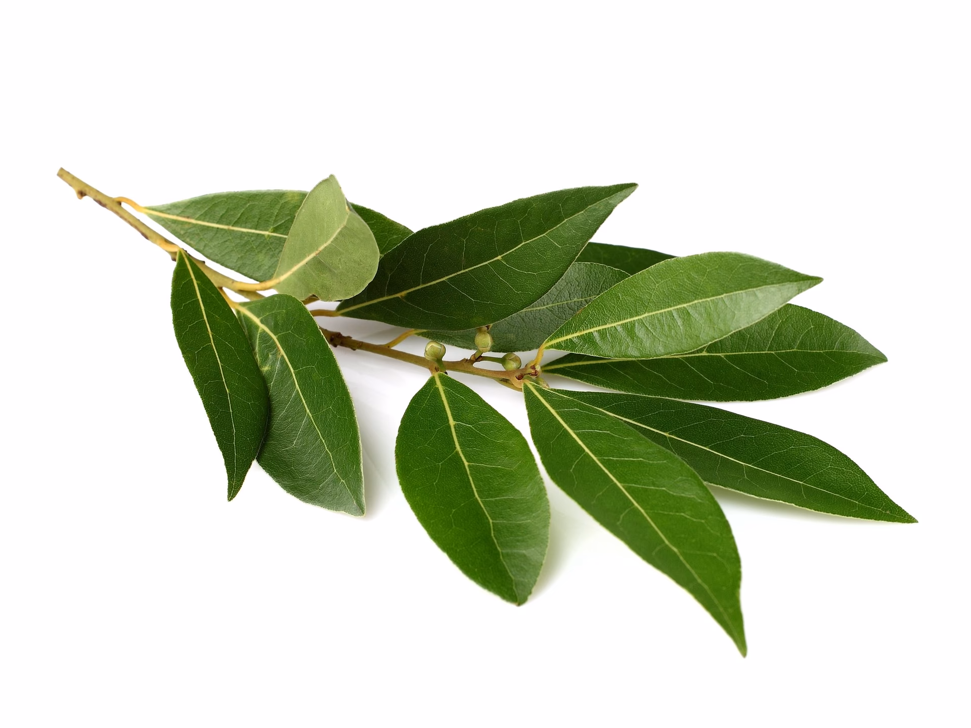 ¿Para qué se utiliza el laurel en la cocina?