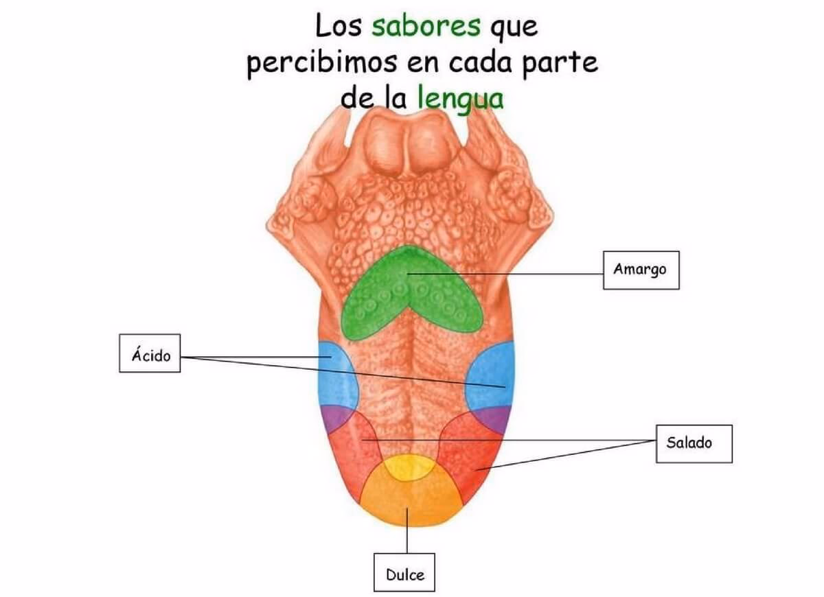 ¿Qué es la evaluación sensorial del análisis de alimentos?