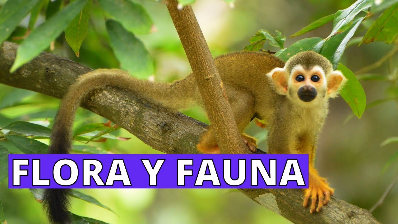 ¿Cuál es la importancia de la flora y la fauna para la biodiversidad?