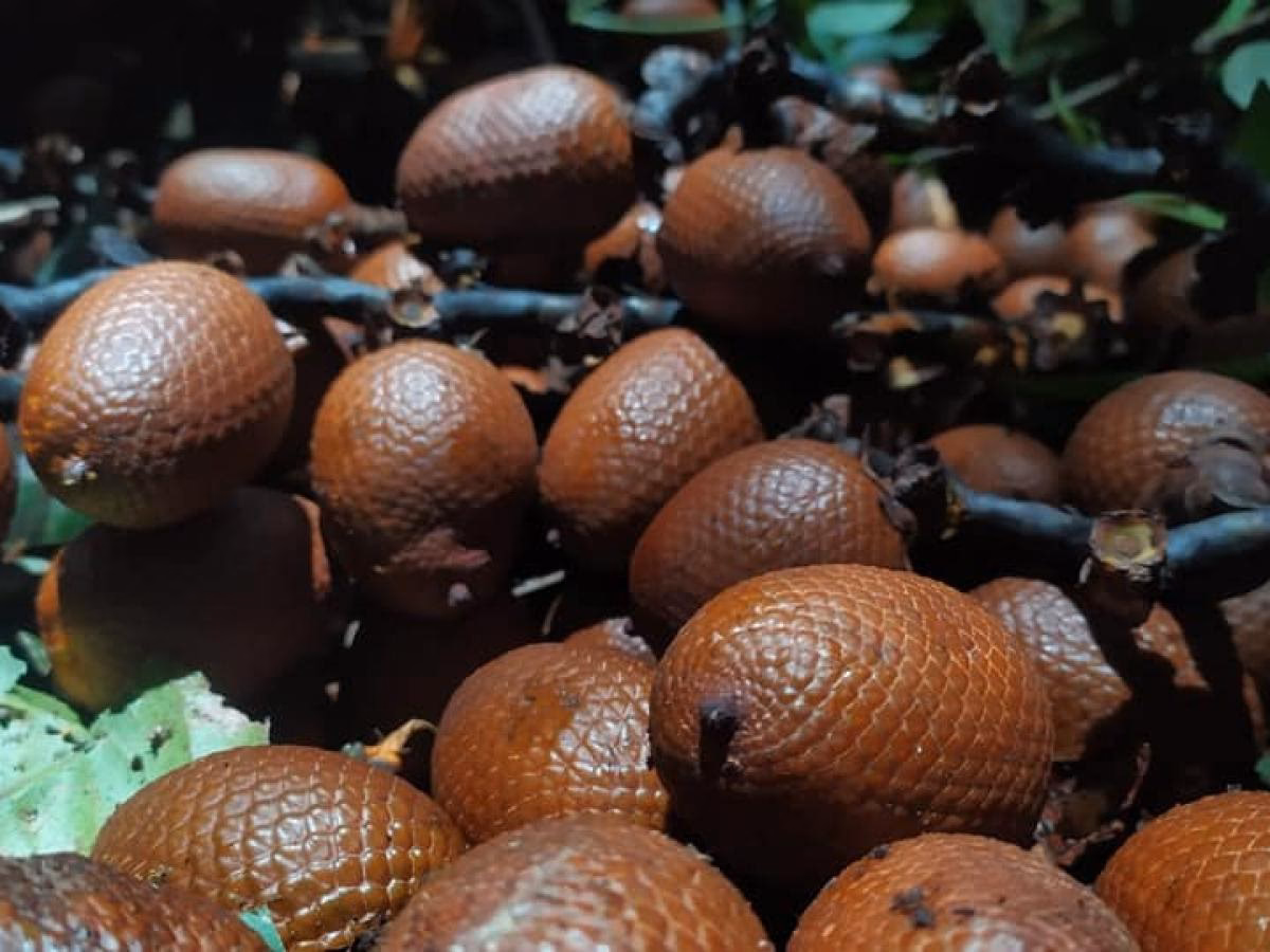 ¿Qué es la canangucha y para qué sirve?