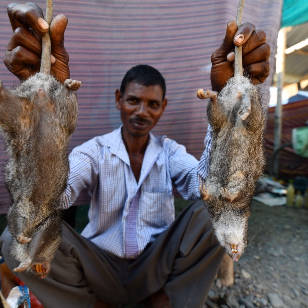 ¿Qué pasa con la comida callejera en la India?
