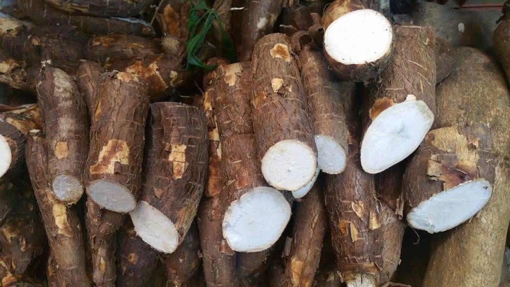 ¿Qué es el mayoco?