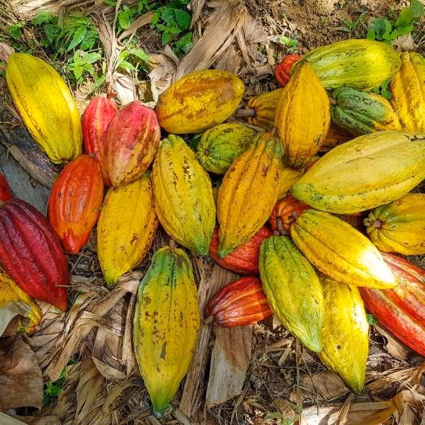 ¿Cómo se vestían los chimilas?