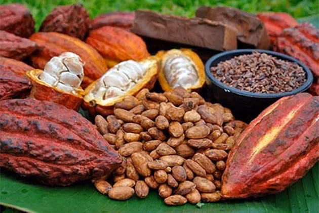 ¿Cuál es el origen de los timotocuicas?