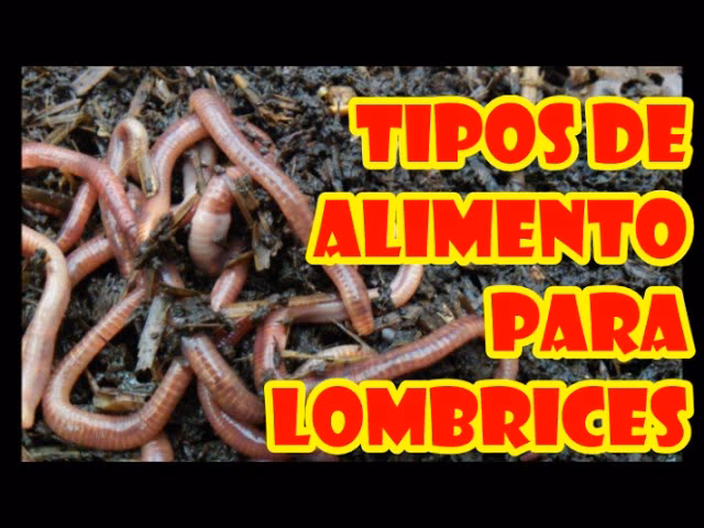 ¿Cómo preparar las lombrices para comer?