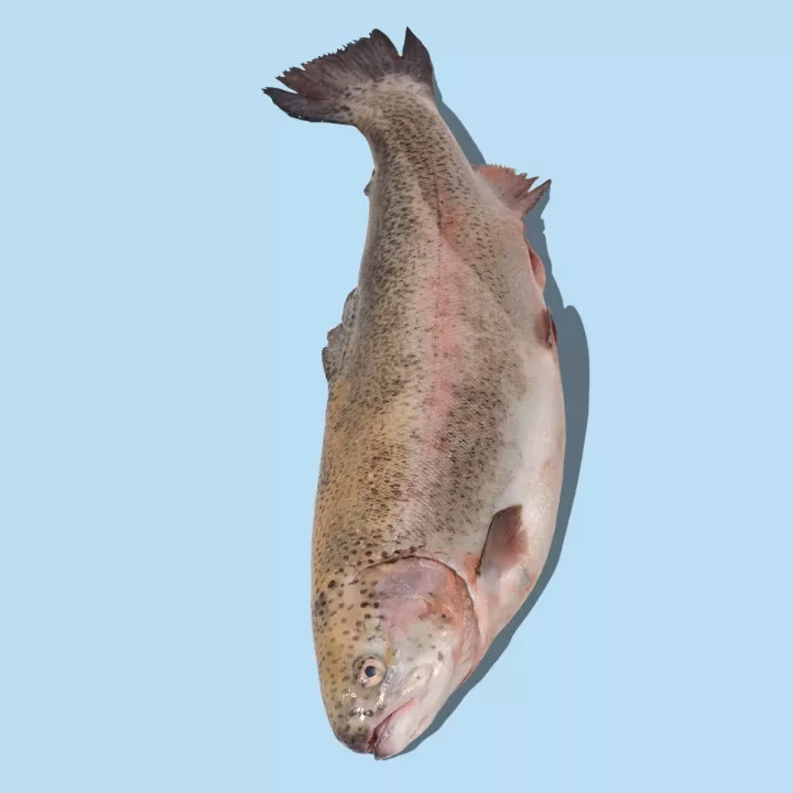 ¿Qué comida es típica en Lille?