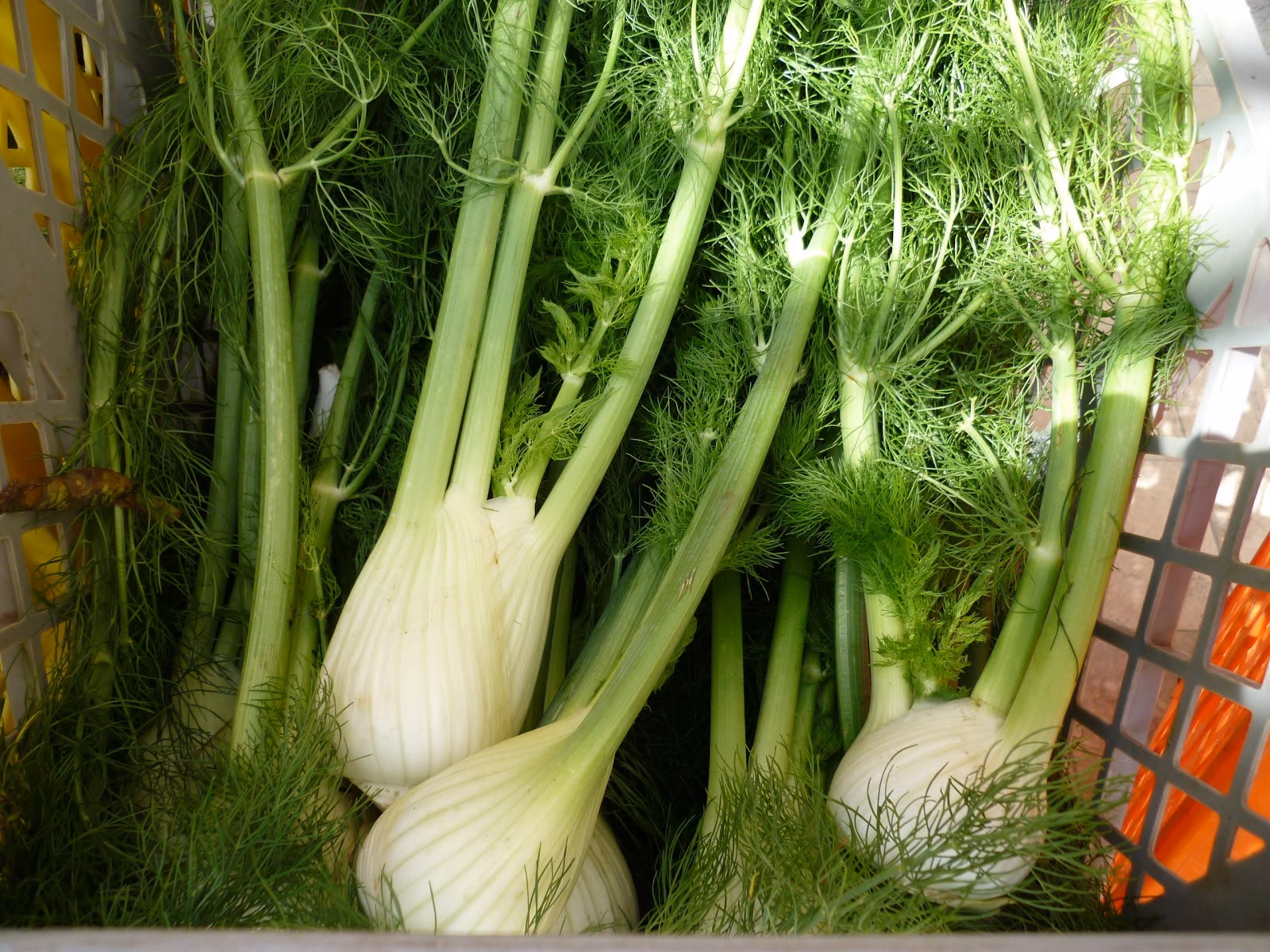 ¿Para qué se usa el hinojo en la cocina?