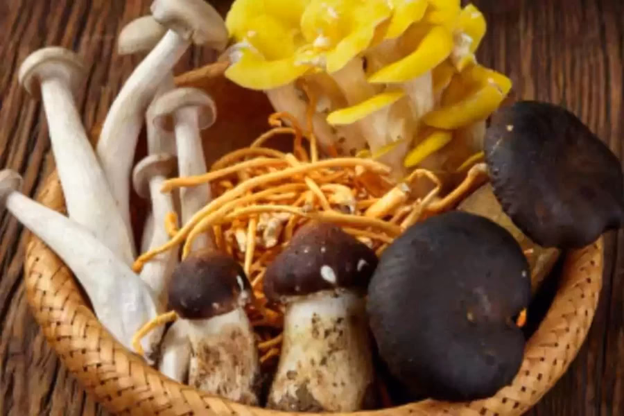 ¿Qué hongo es muy apreciado?