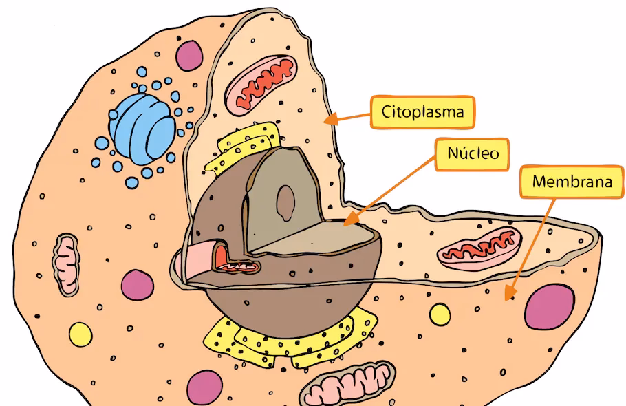 ¿Qué hacen las células con los alimentos?