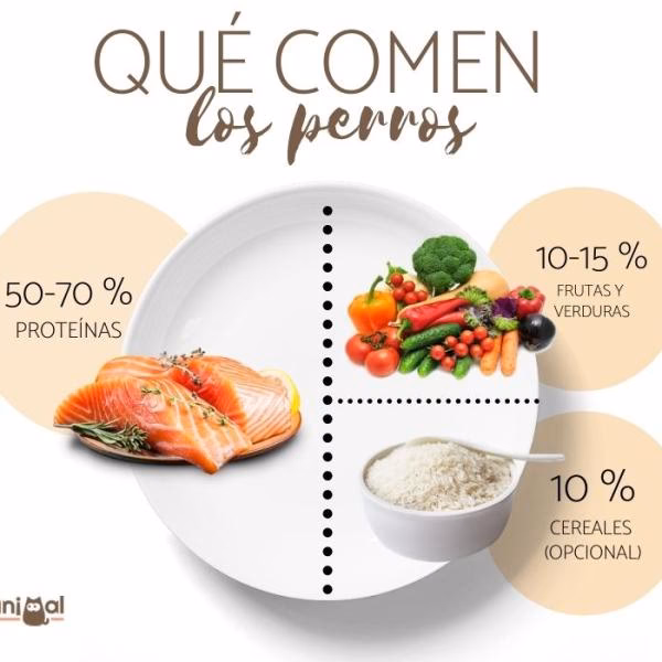 ¿Cuántas clases de comida de perro hay?
