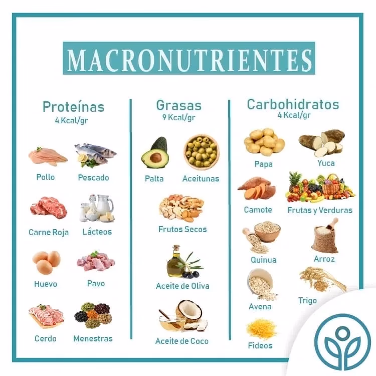 ¿Cuáles son los 4 macronutrientes?