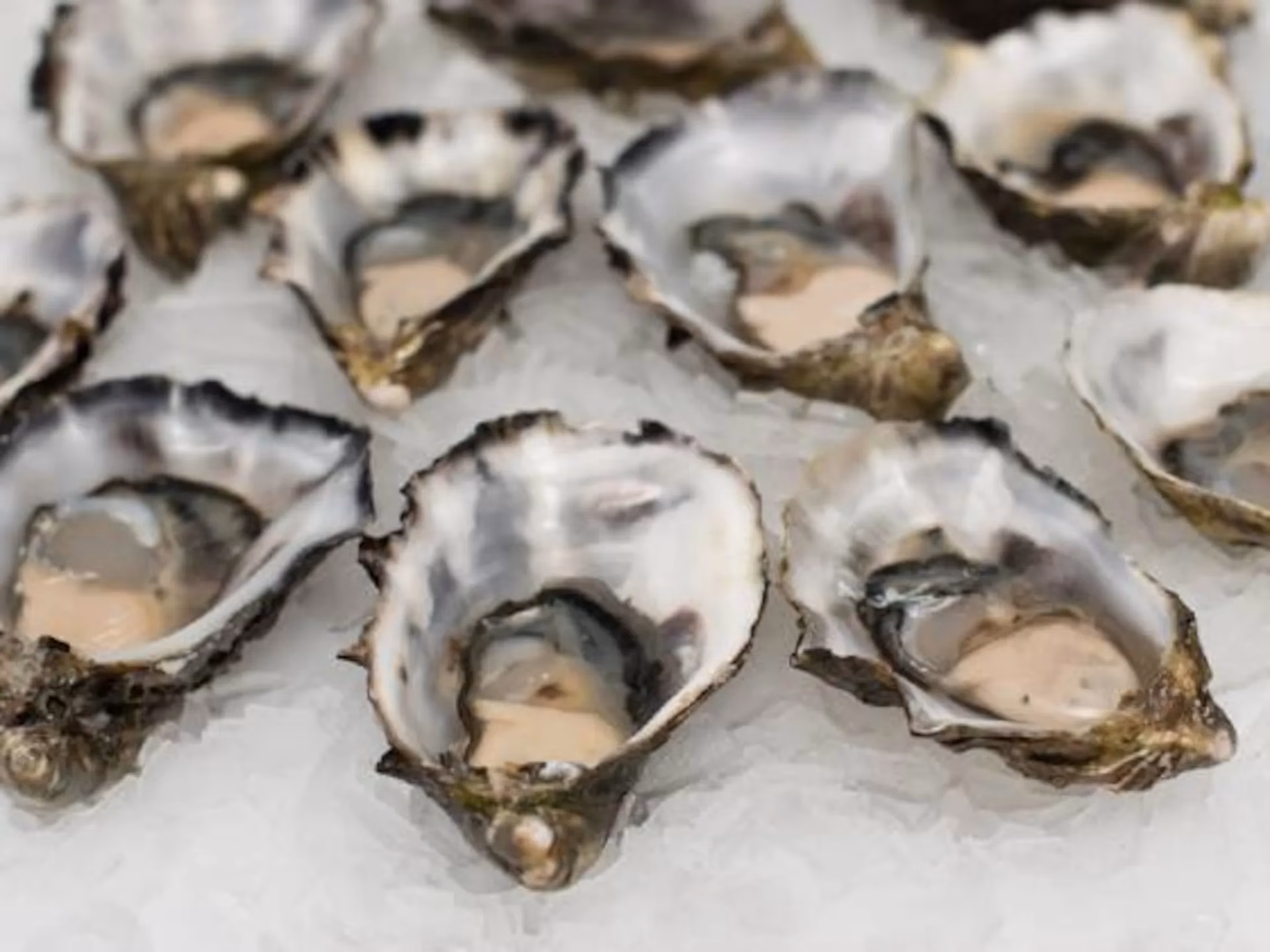 ¿Dónde vienen las ostras?