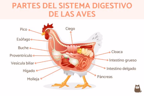 ¿Cuáles son las partes de un ave?