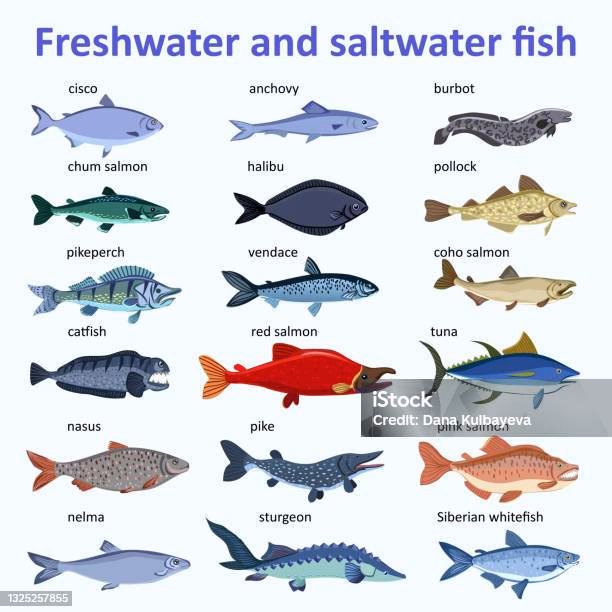 ¿Qué pescado es de agua salada?