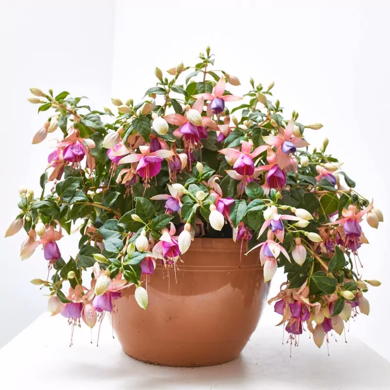 ¿Cuál es el significado de los pendientes de la reina?