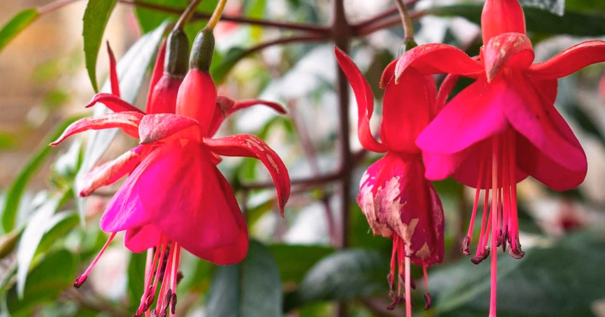 ¿Dónde ubicar los pendientes de la reina?