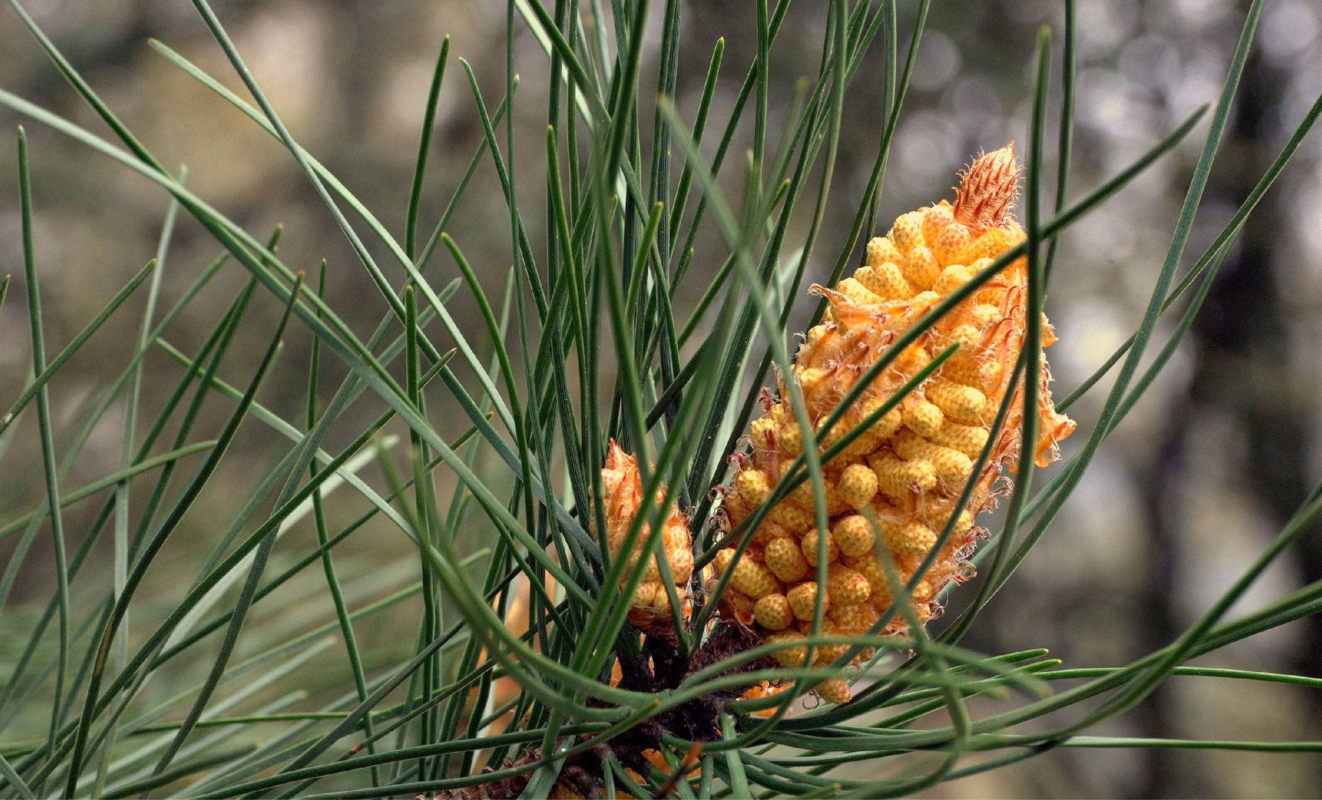 ¿Cómo se llama la semilla del pino que se come?