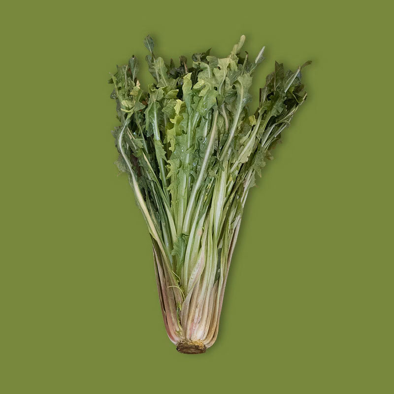 ¿Cuál es otro nombre para la achicoria?