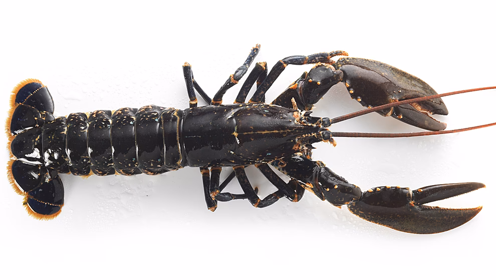 ¿Qué es más caro, la langosta o el bogavante?