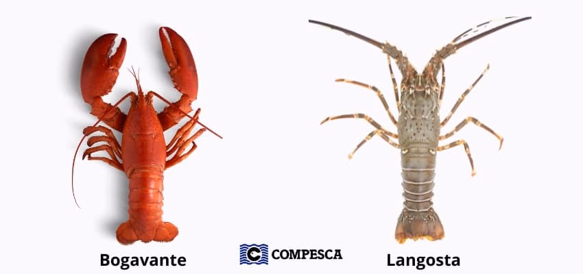 ¿Cuál es la diferencia entre bogavante y langosta?