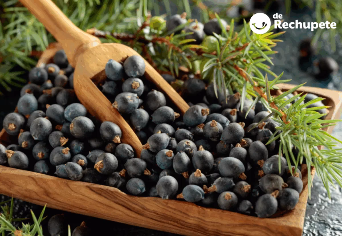 ¿Qué es el enebro y para qué sirve?